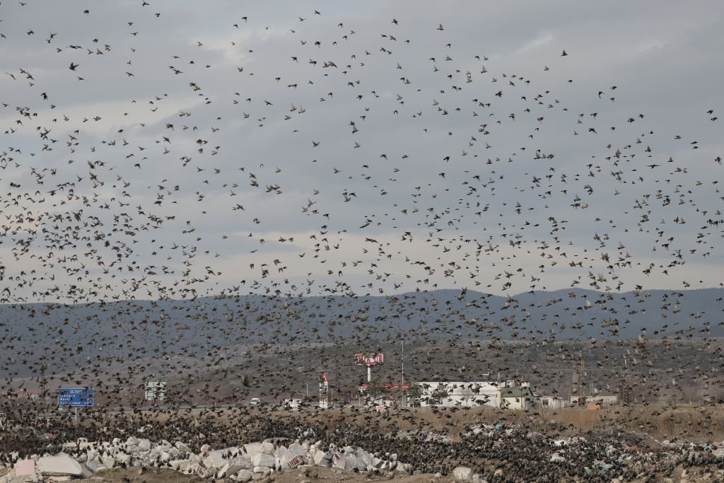 SIĞIRCIKLARDAN GÖRSEL ŞÖLEN !