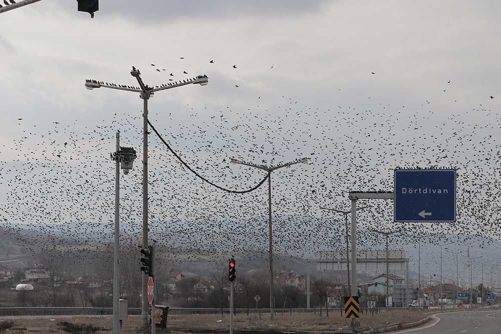 SIĞIRCIKLARDAN GÖRSEL ŞÖLEN !