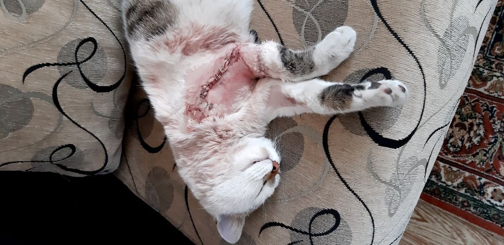 TALİHSİZ KEDİYE ARABA ÇARPTI