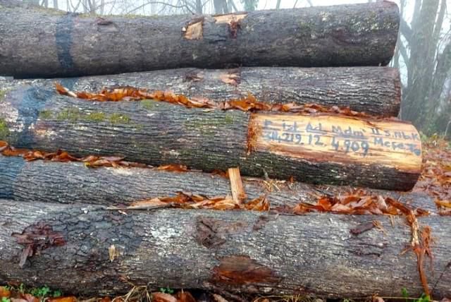 TOMRUKLAR REKOR FİYATA ALICI BULDU