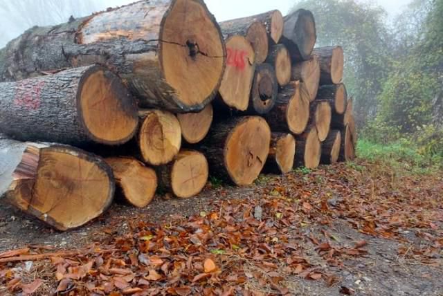 TOMRUKLAR REKOR FİYATA ALICI BULDU