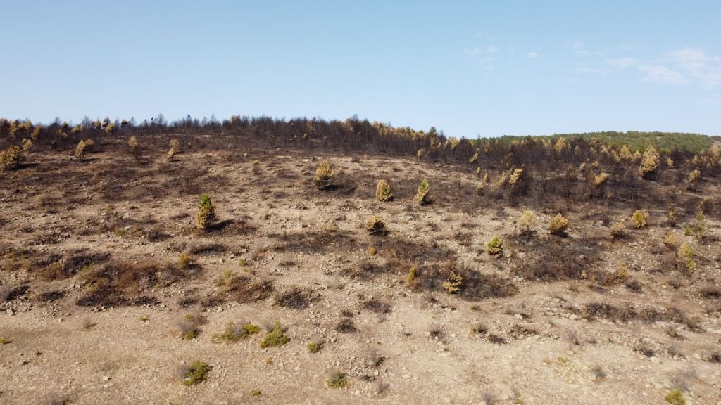 YANAN ORMAN AĞAÇLANDIRILACAK