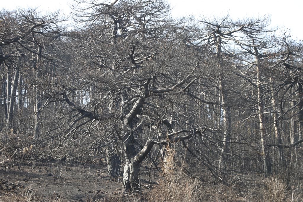YANAN ORMAN AĞAÇLANDIRILACAK