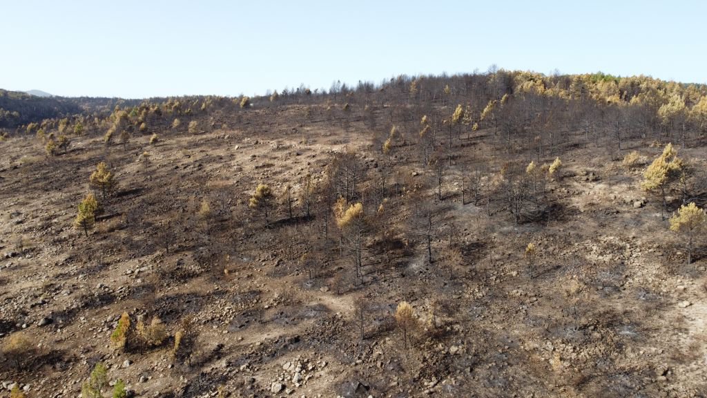 YANAN ORMAN AĞAÇLANDIRILACAK