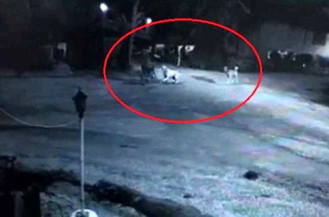 YAŞLI ADAM KÖPEK SALDIRISINA UĞRADI