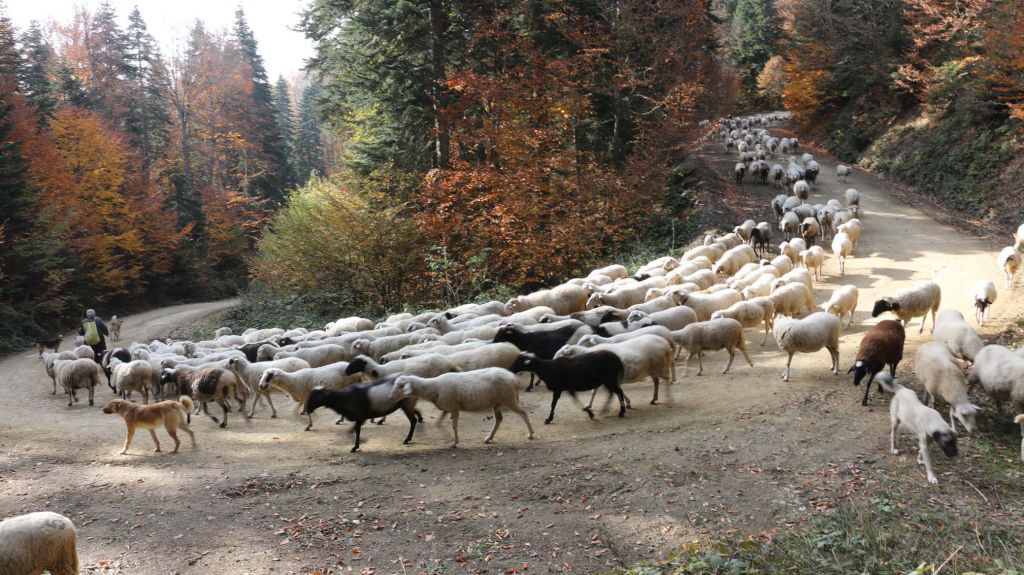 YAYLACILAR 'EVE DÖNÜŞ' YOLUNDA
