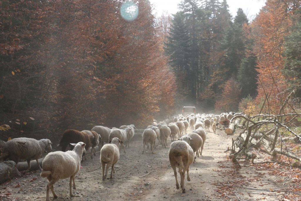 YAYLACILAR 'EVE DÖNÜŞ' YOLUNDA