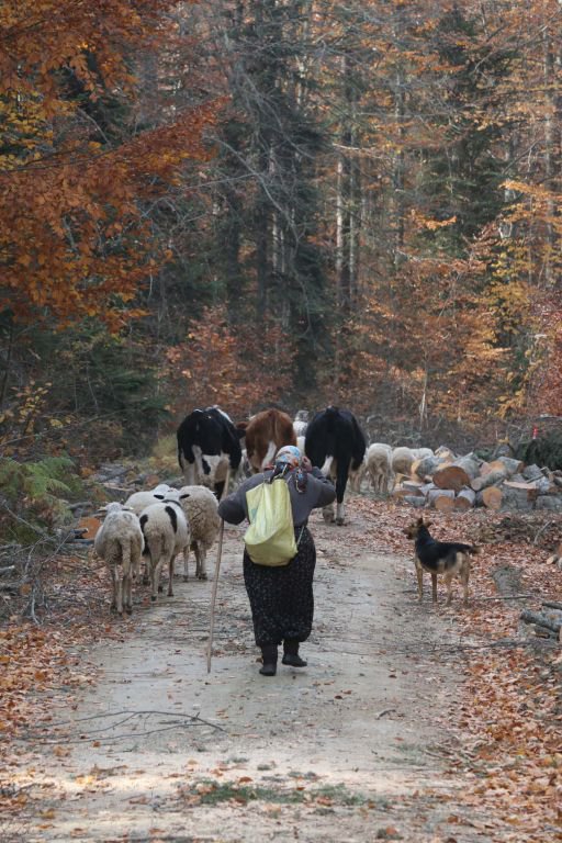YAYLACILAR 'EVE DÖNÜŞ' YOLUNDA