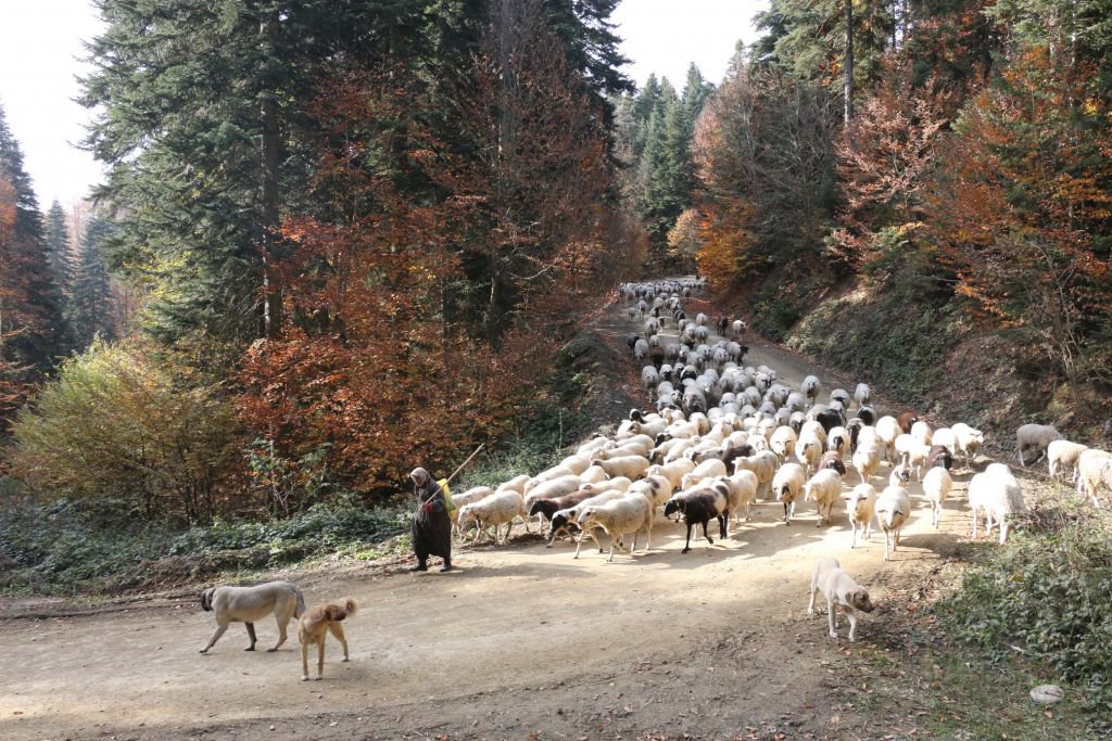 YAYLACILAR 'EVE DÖNÜŞ' YOLUNDA