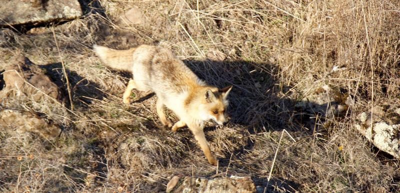 YİYECEK BULAMAYINCA ŞEHRE İNDİLER