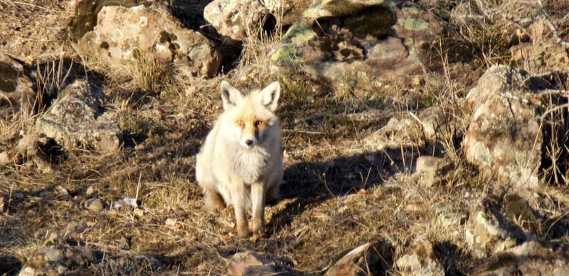 YİYECEK BULAMAYINCA ŞEHRE İNDİLER