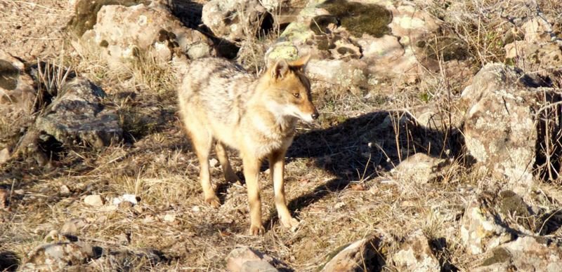 YİYECEK BULAMAYINCA ŞEHRE İNDİLER