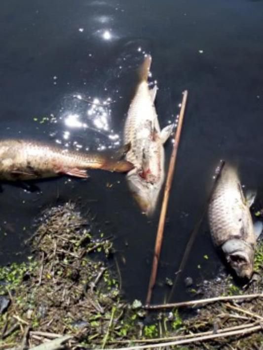 YÜZLERCE SAZAN TELEF OLDU