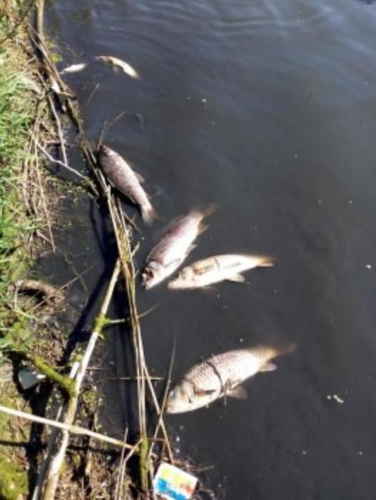 YÜZLERCE SAZAN TELEF OLDU