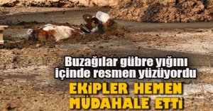 BUZAĞILARIN GÜBRE İLE MÜCADELESİ...