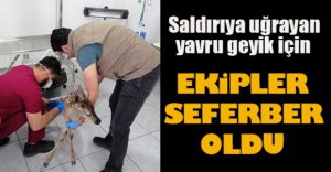 EKİPLER SEFERBER OLDU