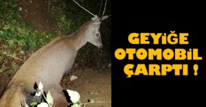 GEYİĞE OTOMOBİL ÇARPTI !