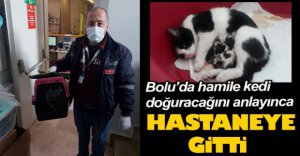 HAMİLE KEDİ HASTANEYE GİTTİ
