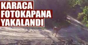 HAYVAN ZENGİNLİĞİ GÖRÜNTÜLENİYOR