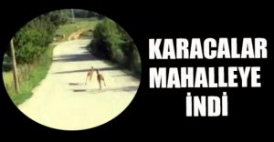 HAYVANLAR MAHALLEYE KADAR İNDİ