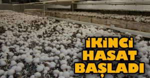 İKİNCİ HASAT BAŞLADI