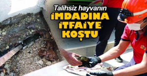 KAPLUMBAĞANIN YARDIMINA İTFAİYE KOŞTU