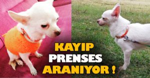 KAYIP KÖPEK ARANIYOR!