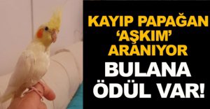 KAYIP PAPAĞAN 'AŞKIM' ARANIYOR !