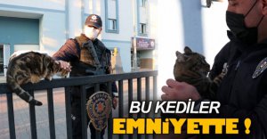 KEDİLER EMNİYETİN MASKOTU OLDU