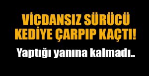 KEDİYE ÇARPIP KAÇTI