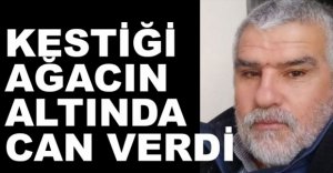 KESTİĞİ AĞACIN ALTINDA KALARAK CAN VERDİ