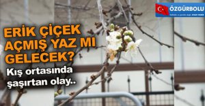 KIŞ ORTASINDA ÇİÇEK AÇTI