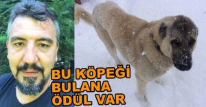 KÖPEĞİ BULANA ÖDÜL VERECEK