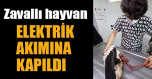 LEYLEK ELEKTRİK AKIMINA KAPILDI
