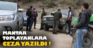 BOLU'DA MANTAR TOPLAYANLARA CEZA YAZILDI