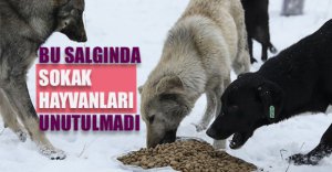 ONLAR DA BİRER CAN...