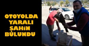 OTOYOLDA YARALI ŞAHİN BULUNDU