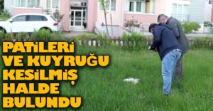 PATİLERİ VE KUYRUĞU KESİLMİŞ HALDE BULUNDU