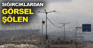 SIĞIRCIKLARDAN GÖRSEL ŞÖLEN !