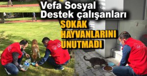 SOKAK HAYVANLARI UNUTULMADI