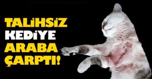 TALİHSİZ KEDİYE ARABA ÇARPTI