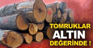 TOMRUKLAR REKOR FİYATA ALICI BULDU