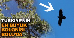 ÜLKENİN EN BÜYÜK KOLONİSİ BOLU'DA