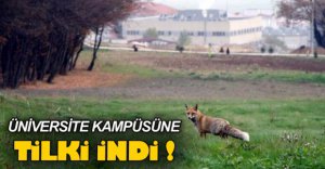 BOLU'DA ÜNİVERSİTE KAMPÜSÜNE TİLKİ İNDİ !