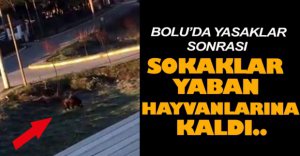 YABAN HAYVANLARI YERLEŞİM ALANINA İNDİ