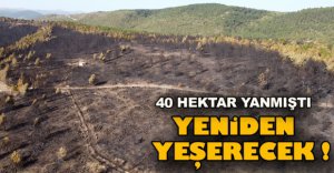 YANAN ORMAN AĞAÇLANDIRILACAK