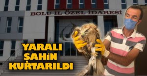 YARALI ŞAHİN KURTARILDI