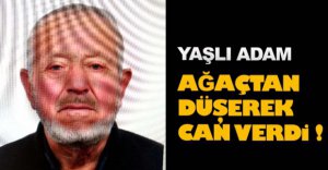 YAŞLI ADAM AĞAÇTAN DÜŞEREK CAN VERDİ