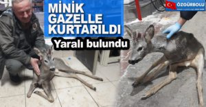 MİNİK GAZELLE KURTARILDI