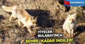 YİYECEK BULAMAYINCA ŞEHRE İNDİLER